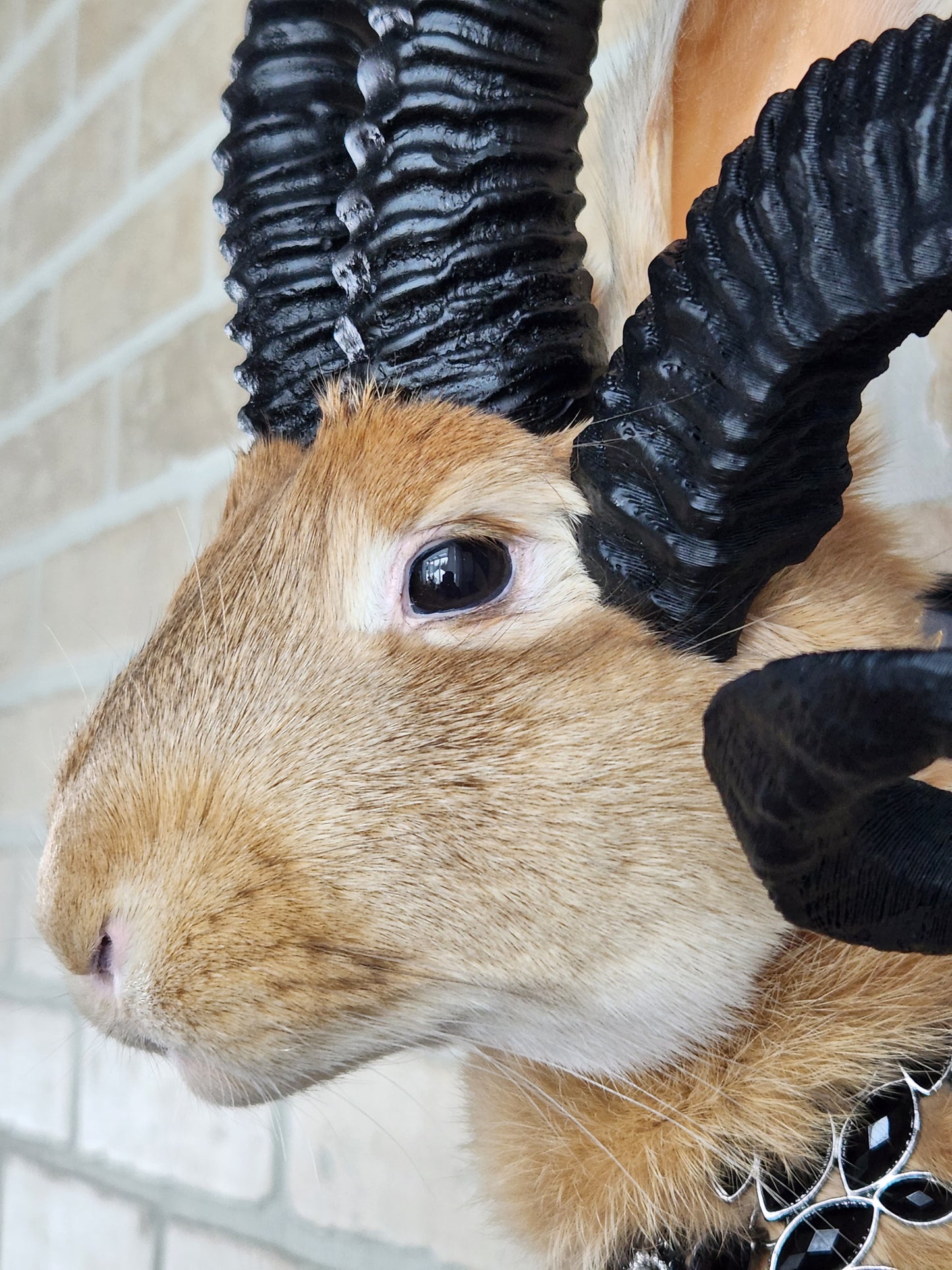 Golden Jackalope taxidermy with 4 horns with golden decorated plaque.