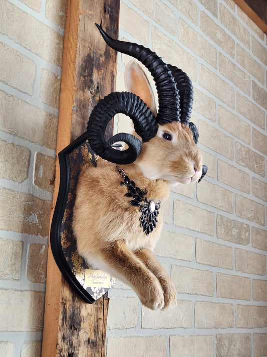 Golden Jackalope taxidermy with 4 horns with golden decorated plaque.