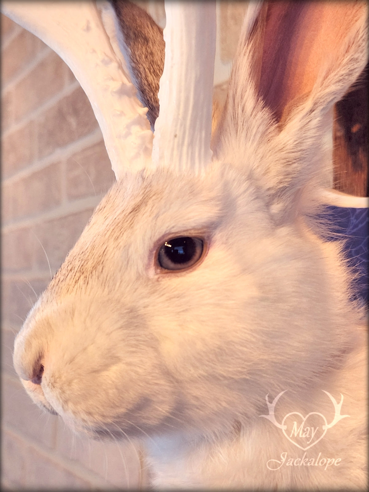 Taxidermie de Jackalope blanc avec replique de panache blanc et coeur d'améthyste