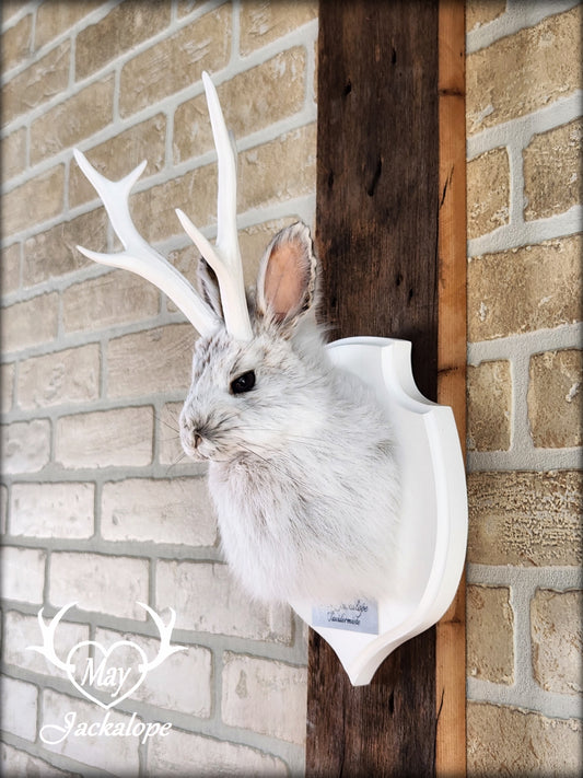 Small jackalope taxidermy, snowshoe hare with white antlers & white crest plaque