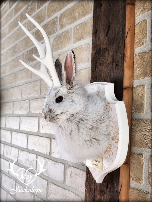 Small jackalope taxidermy, snowshoe hare with white antlers & decorated crest plaque