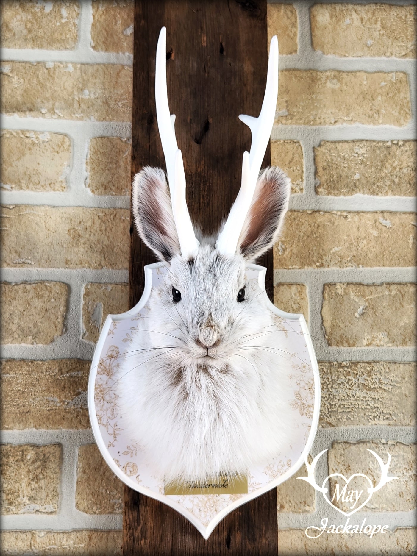 Taxidermie de petit jackalope, lièvre d'Amérique avec panache blancs et plaque décorée