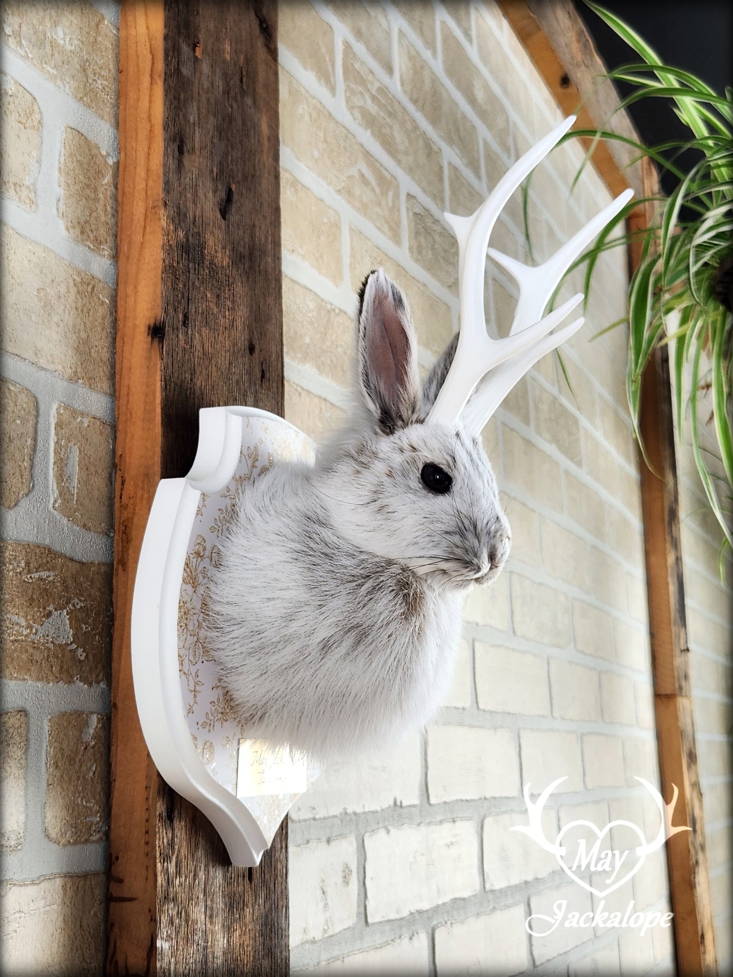 Taxidermie de petit jackalope, lièvre d'Amérique avec panache blancs et plaque décorée