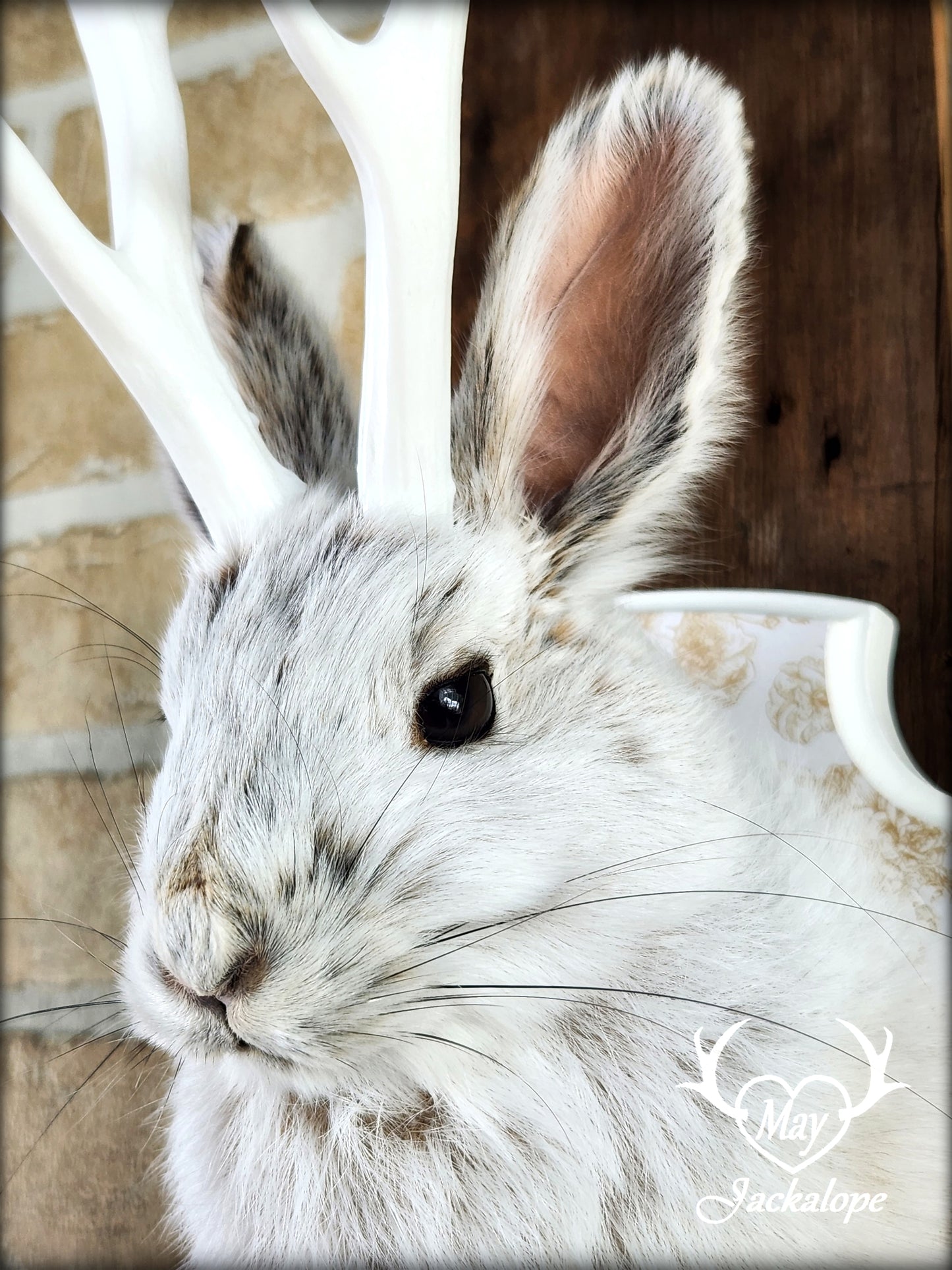 Taxidermie de petit jackalope, lièvre d'Amérique avec panache blancs et plaque décorée