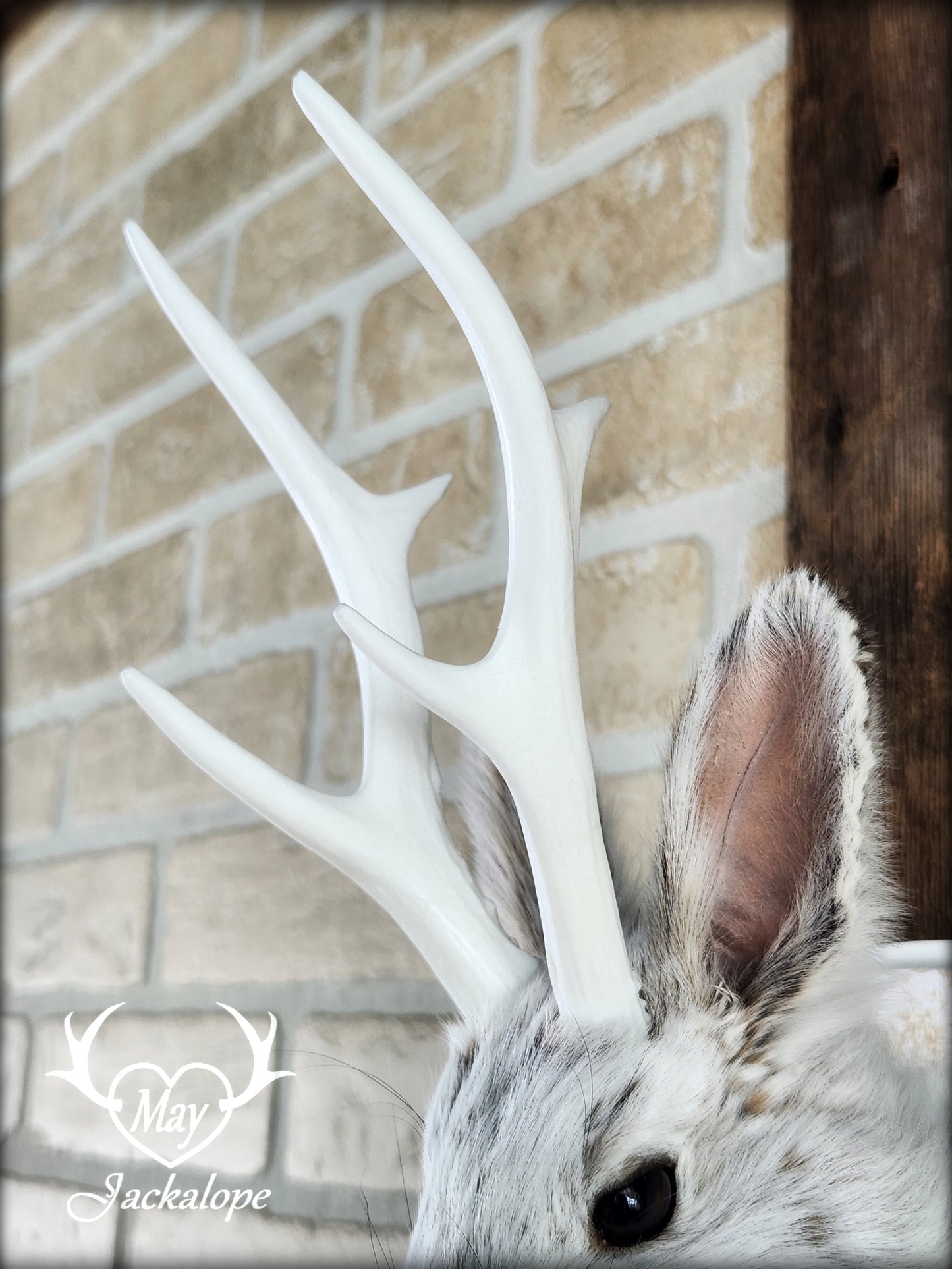 Taxidermie de petit jackalope, lièvre d'Amérique avec panache blancs et plaque décorée