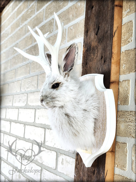 Small jackalope taxidermy, snowshoe hare, white antlers & gold decorated crest plaque
