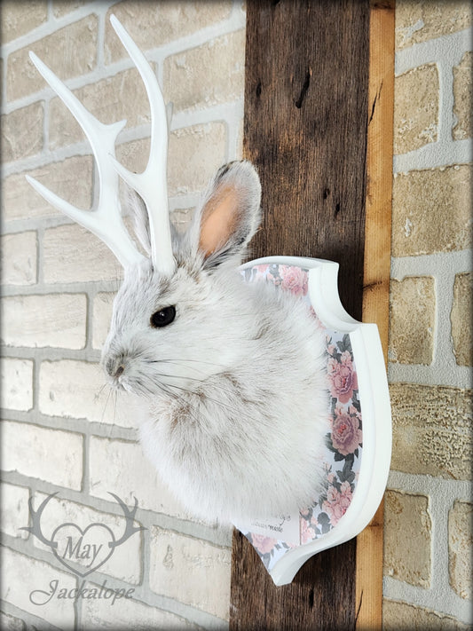 Small jackalope taxidermy, snowshoe hare, white antlers & flower decorated crest plaque