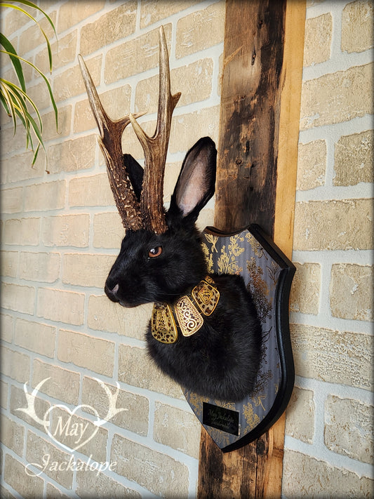 Black Jackalope taxidermy with heterochromia eyes, real antlers & golden necklace
