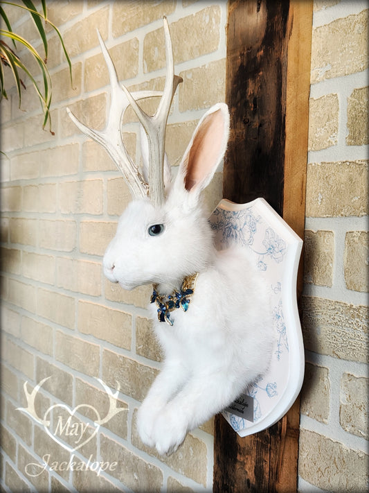 Taxidermie de Jackalope blanc au yeux bleu, avec vrai panache naturellement blanchis et collier bleu