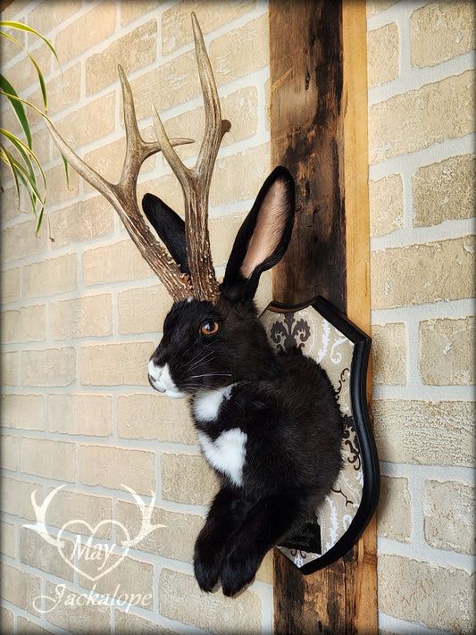 Black & white Jackalope taxidermy with hazel eyes, white heart on the belly & long real antlers