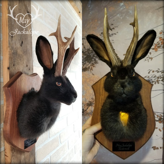 Black Jackalope taxidermy with real antlers and luminous quartz