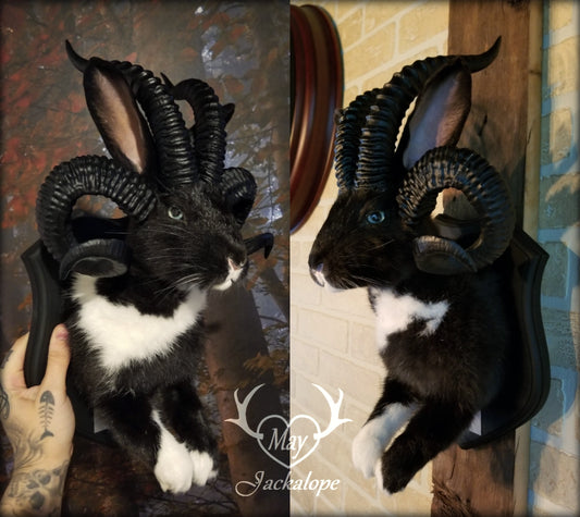 Black and White Jackalope taxidermy with 4 horns