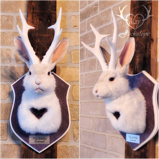 White Jackalope taxidermy with white antlers replica & real amethyst heart