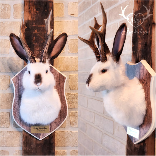 White & brown Jackalope taxidermy with dark eyes & decorated plaque