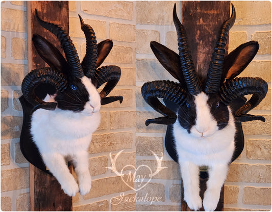Black and White Jackalope taxidermy with 4 horns & blue eyes